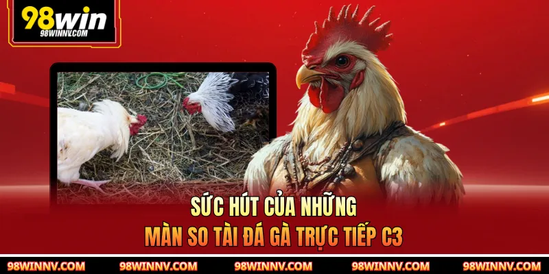 Sức hút của những màn so tài đá gà trực tiếp C3