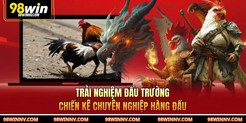 Trải nghiệm đấu trường chiến kê chuyên nghiệp hàng đầu